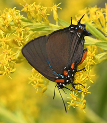 Atlides halesus image
