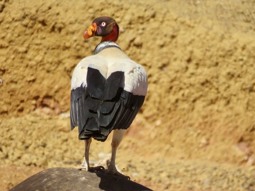 King Vulture