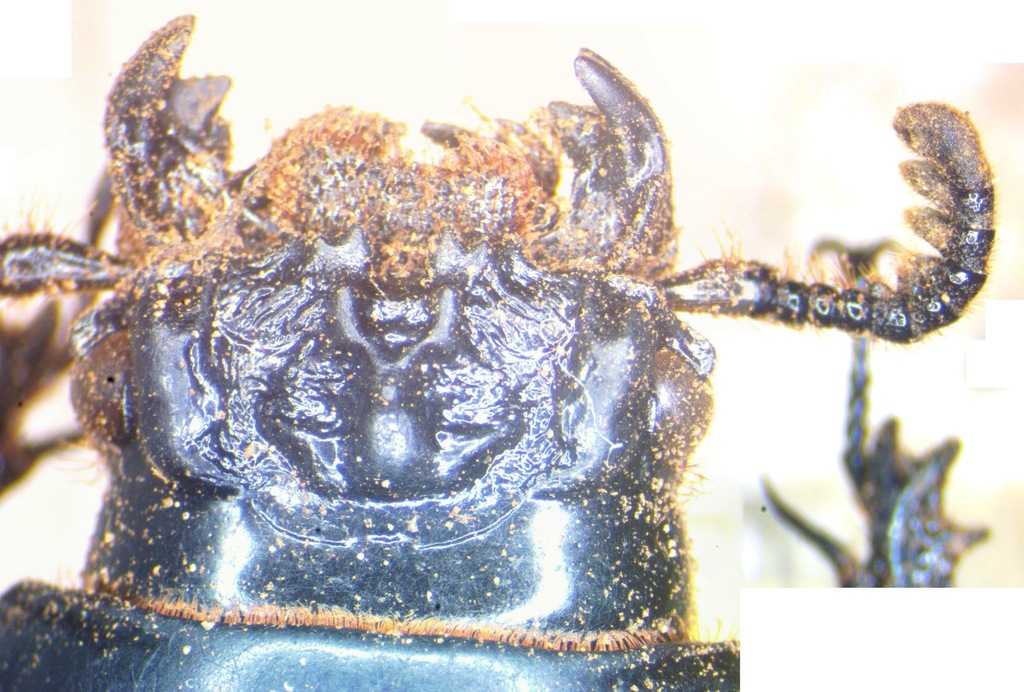 Pelopides dorsalis