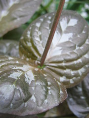 Pseuderanthemum alatum