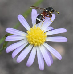 Leptochilus bellulus