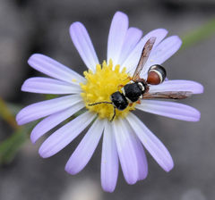 Leptochilus bellulus