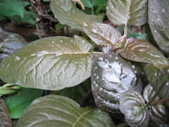 Pseuderanthemum alatum