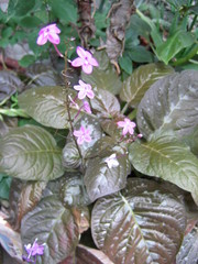 Pseuderanthemum alatum