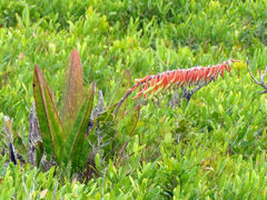 Gasteria acinacifolia