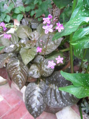Pseuderanthemum alatum