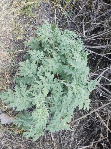 Ambrosia arborescens (Ambrosia arborescens)