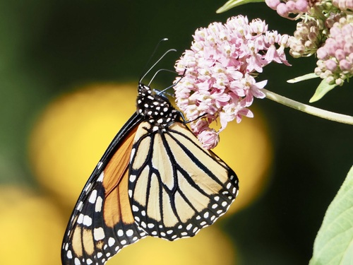 Monarch photographed in Minnesota