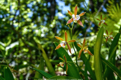 Prosthechea pterocarpa, photograph 5