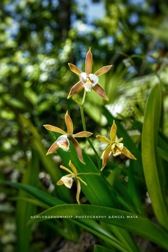 Prosthechea pterocarpa, photograph 6