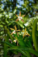 Prosthechea pterocarpa, photograph author not stated, no rights reserved
