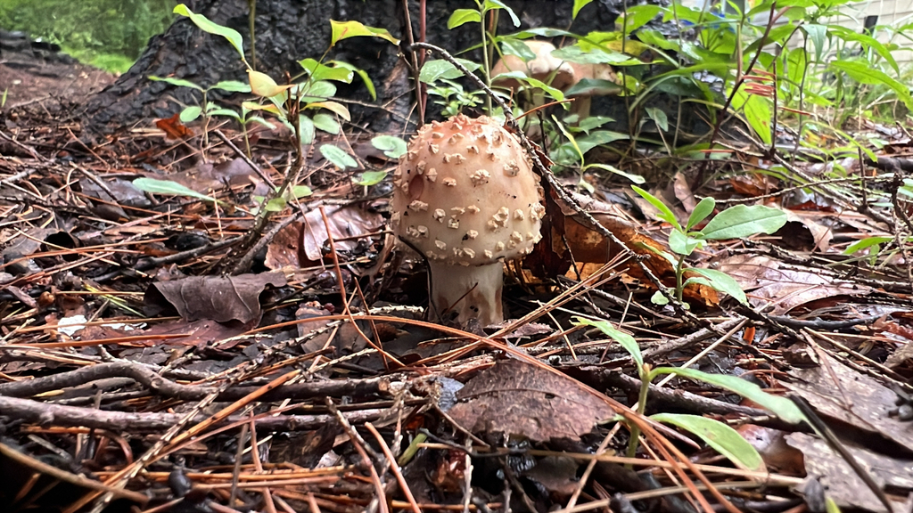 amanita mushrooms