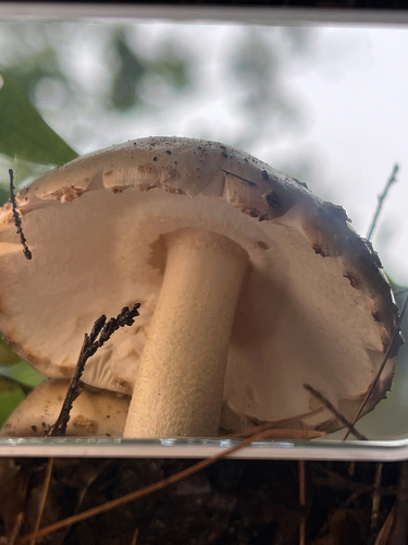 amanita mushrooms