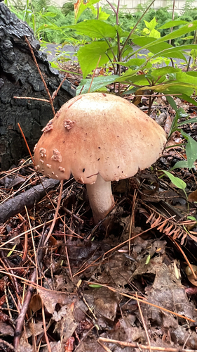 amanita mushrooms