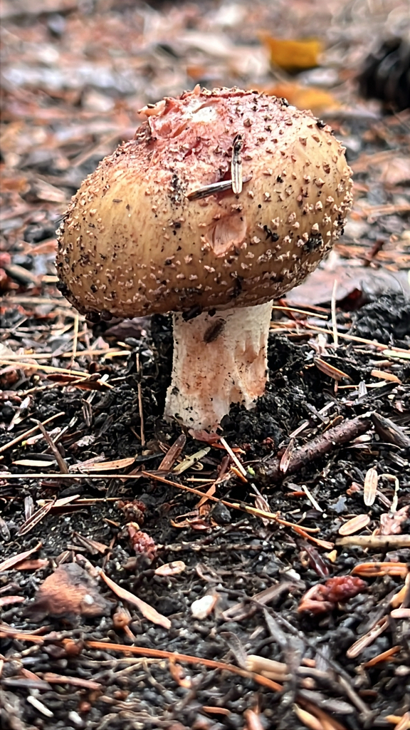 amanita mushrooms