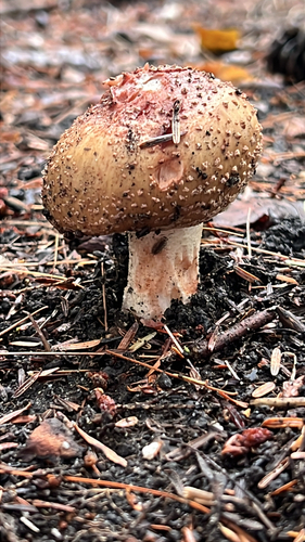 amanita mushrooms