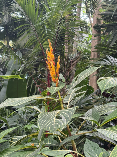 Sanchezia parvibracteata observed 2025-07-27