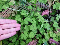 Hydrocotyle elongata