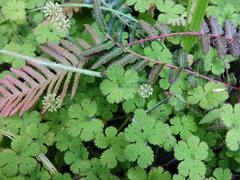 Hydrocotyle elongata