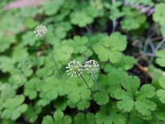 Hydrocotyle elongata