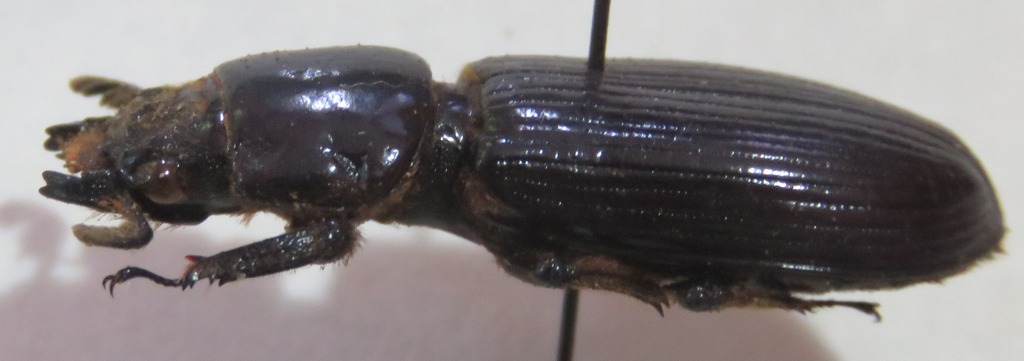 Macrolinus