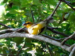 Pheucticus chrysopeplus