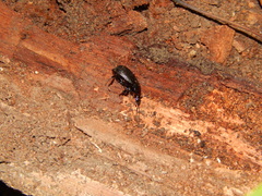 Sphaeroderus