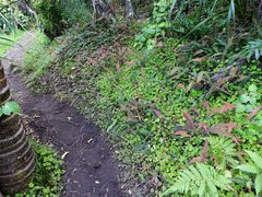Hydrocotyle elongata