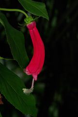 Centropogon cornutus