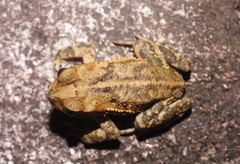 Incilius valliceps