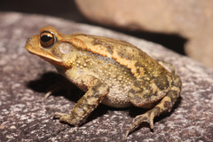 Incilius valliceps