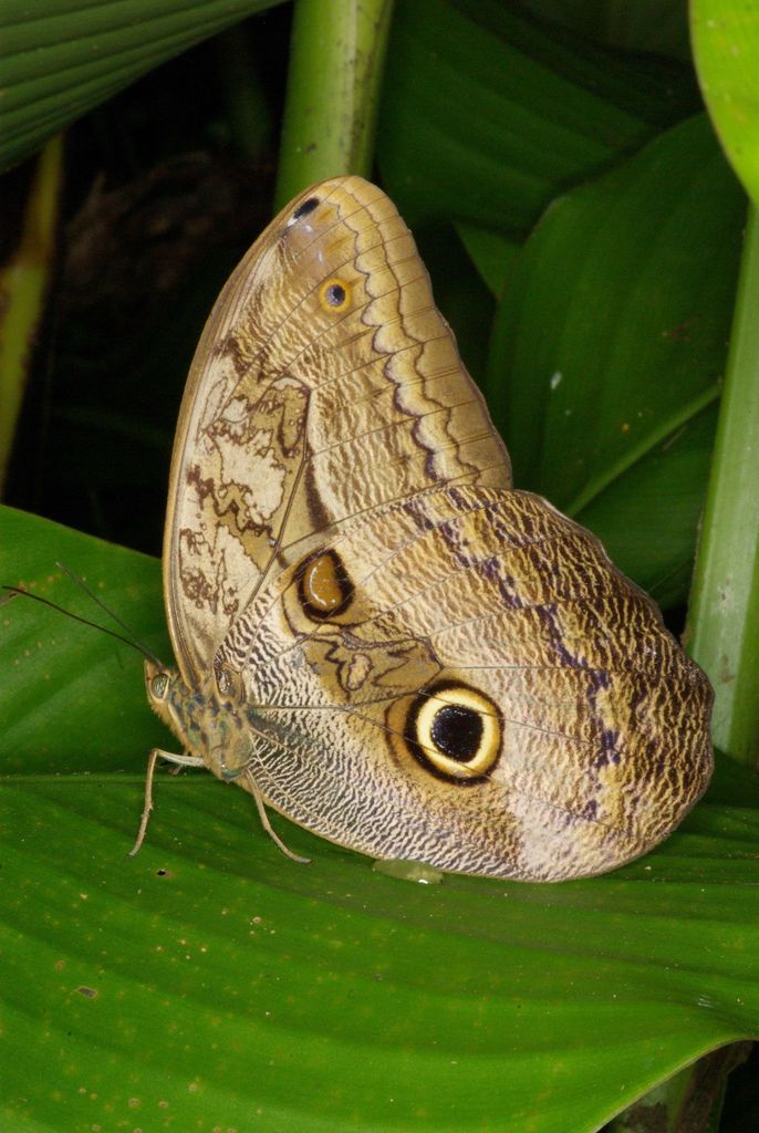 Caligo zeuxippus
