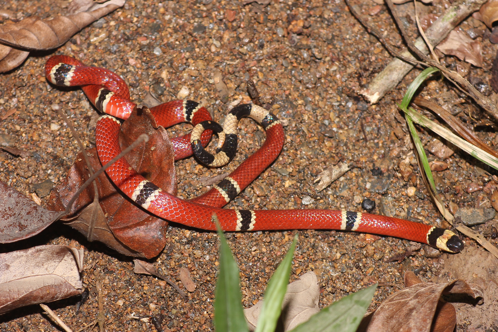 Mayan Coral Snake