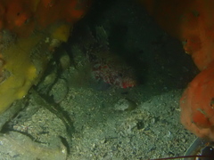 Gobius cruentatus
