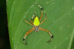 Eriophora nephiloides