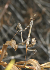 Empusa