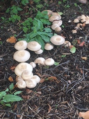 Fungi
