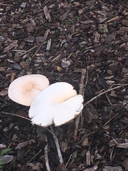 Basidiomycota