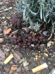 Fungi