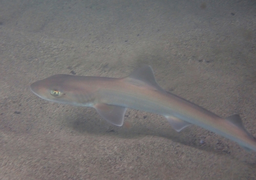 Photo of Common smooth-hound (Mustelus mustelus)