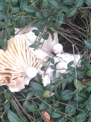 Basidiomycota