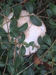 Basidiomycota