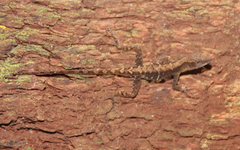 Anolis lemurinus