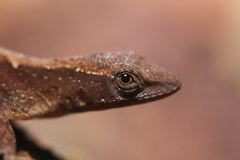 Anolis lemurinus