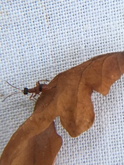 Gelis melanocephalus