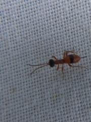 Gelis melanocephalus