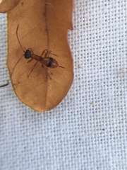 Gelis melanocephalus