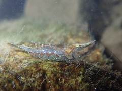 Caridina