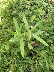 Eclipta prostrata image