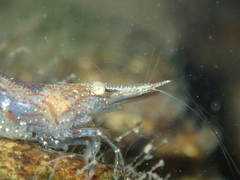 Caridina